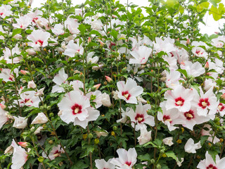 Beautiful large Althea flowering shrub in the sun. These beautiful blooms are also known as Rose of Sharon and are in the hibiscus family, but much more cold hardy then tropical varieties.