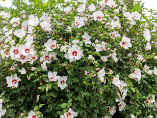 Beautiful large Althea flowering shrub in the sun. These beautiful blooms are also known as Rose of Sharon and are in the hibiscus family, but much more cold hardy then tropical varieties. © Elena
