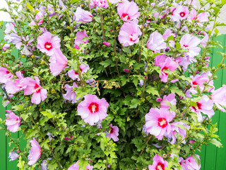 Beautiful large Althea flowering shrub in the sun. These beautiful blooms are also known as Rose of...