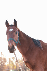 portrait of a horse. close up of horse