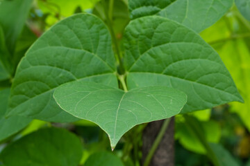 Fototapeta na wymiar fresh kidney bean leaf closeup