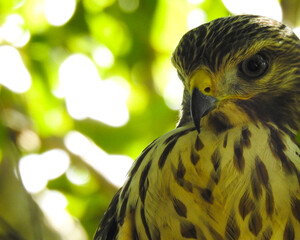 Close up of Hawks heads in the tree