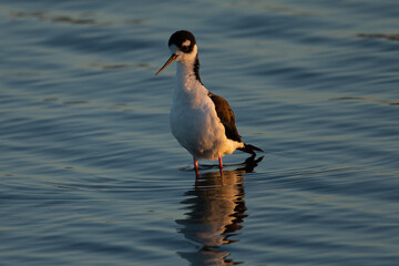 Close view of a black-necked stilt, seen in beautiful light in a North California marsh