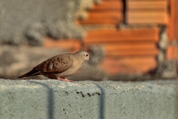 one dove perched on top of a sunlit gray wall, with a red brick wall in the background.