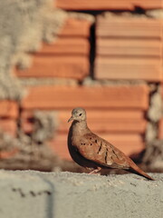 portrait image of a dove perched on top of a sunlit gray wall, with a red brick wall in the background.