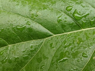 Raindrops On A Green Plant Leaf Textured Background