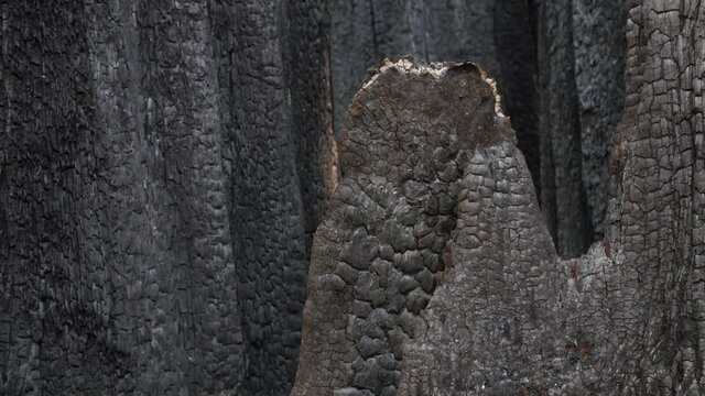 Healdsburg, California, USA. 23 August 2020. Charcoaled bark from a redwood tree burnt from Wildfire. LNU Lightning Complex Fire that ravaged the Northern California.