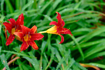 Tiger Lillies on Green