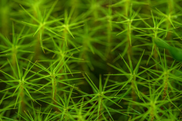 Macro photo of bright green moss plants in the forest