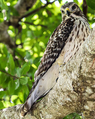 Hawk on a tree limb