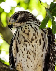 Hawks on a limb