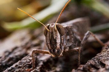 Locusts perched on the bark of an old tree. Italian locust, locust family. Locust Italian, perched on a tree and illuminated by the rays of the sun from behind.. Backlight.