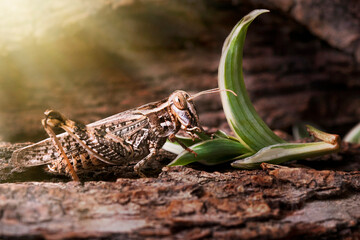 Locusts perched on the bark of an old tree. Italian locust, locust family. Locust Italian, perched on a tree and illuminated by the rays of the sun from behind.. Backlight.