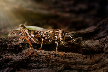 Locusts perched on the bark of an old tree. Italian locust, locust family. Locust Italian, perched on a tree and illuminated by the rays of the sun from behind.. Backlight.