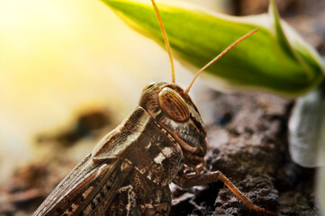 Locusts perched on the bark of an old tree. Italian locust, locust family. Locust Italian, perched on a tree and illuminated by the rays of the sun from behind.. Backlight.