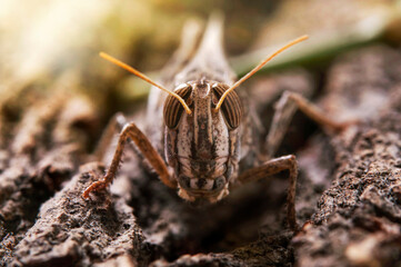 Locusts perched on the bark of an old tree. Italian locust, locust family. Locust Italian, perched on a tree and illuminated by the rays of the sun from behind.. Backlight.