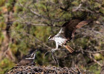 Osprey in Eleven Mile Canyon Colorado