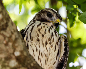 Hawks on a limb