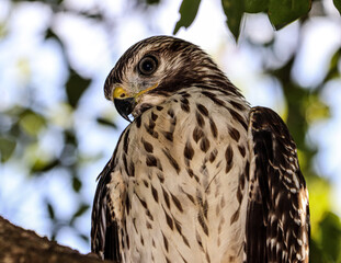 Hawks on a limb