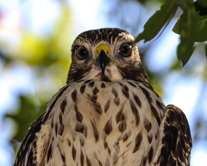 Hawks on a limb
