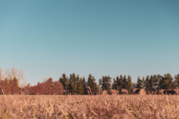 Obraz premium hay bales in the field