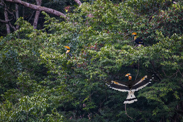 The Great Hornbill on the tree in nature