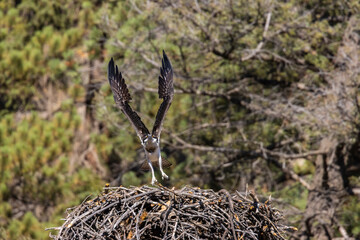 Osprey in Eleven Mile Canyon Colorado