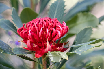 New South Wales Waratah in flower