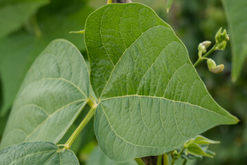 fresh kidney bean leafs closeup