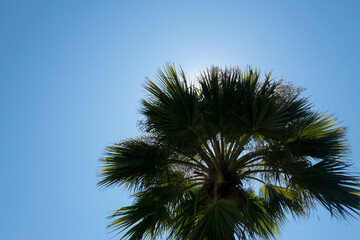 palm tree against blue sky