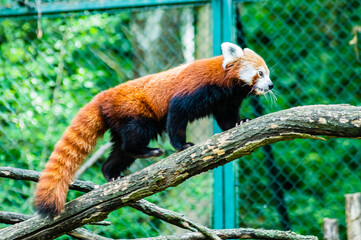 The Styan's red panda