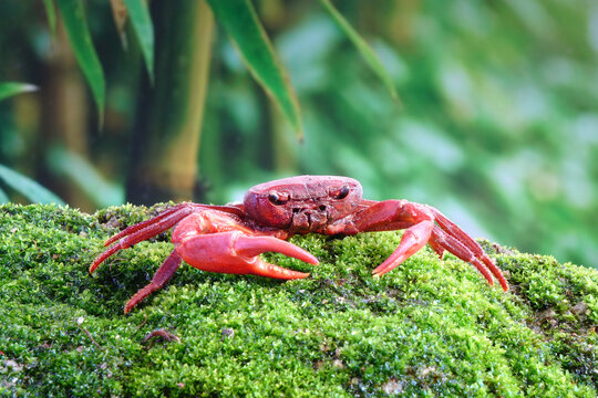 Waterfall crab or Red land crab (Phricotelphusa limula) in tropical rain forest of Phuket island Thailand
