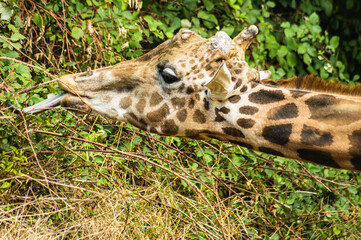 Giraffe eating
