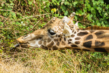 Giraffe eating