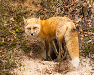 Fox Red Fox Stock Photo.  Red Fox close-up profile view at the entrance of the den burrow hole in the forest in its habitat displaying head, fur, eyes, ears, nose with a moss and sand background 