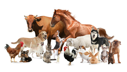 Collage with horse and other pets on white background. Banner design