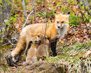 Fox Red Fox Animal Photo. Red Fox mother feeding its kit foxes in the forest in its habitat and environment displaying fur, body, head, eyes, ears, nose, paws, fluffy tail.