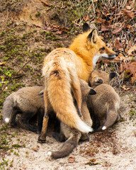 Fototapeta premium Fox Red Fox Stock Photos. Fox mother nursing her baby foxes in the forest in its habitat displaying rusty red colour fur, body, head, eyes, ears, nose, paws, fluffy tail with a moss.