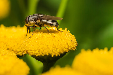 Fly on a flower