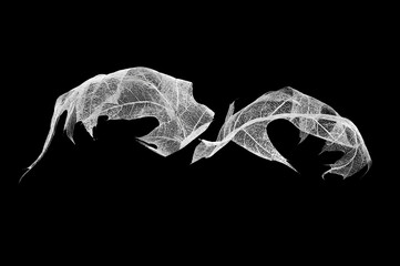 Two white maple leaf skeletons on black isolated background