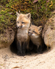 Red Fox Stock Photo.  Red Fox baby at the entrance of the den burrow hole in the forest in its habitat and environment displaying rusty red colour fur, body, head, eyes, ears, nose, black paws.