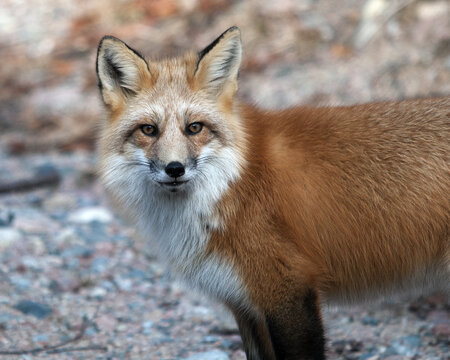  Red Fox Stock Photo.  Red fox animal close-up profile view with a  blur background. Portrait. Picture. Image. Photo.