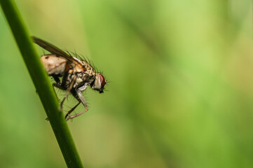 Fototapeta premium The common flesh fly