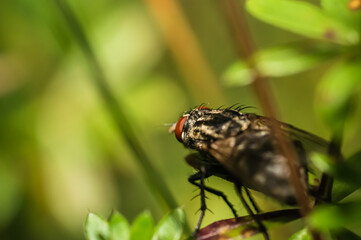 The common flesh fly