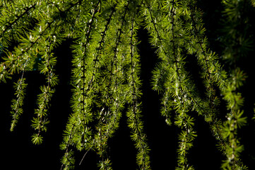 Larch branches with green needles illuminated by the sun on a black background