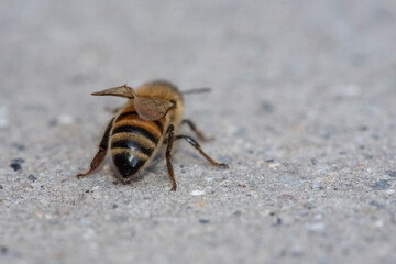 Bumble Bee Stinger up close