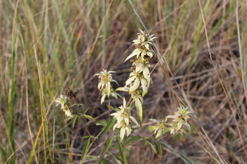 Spotted bee balm with grass in the background at Indiana Dunes National Park
