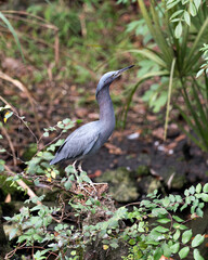 Little Blue Heron Stock Photos.   Close-up profile view perched on a branch displaying blue feathers plumage, head, beak, with a blur background in its  habitat. Portrait.I mage. Picture.
