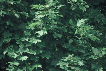 Green leaves. Natural background. Abstract foliage texture