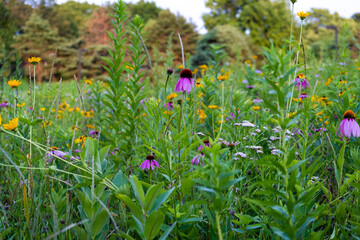 Colorful flower nursery and juicy grassland